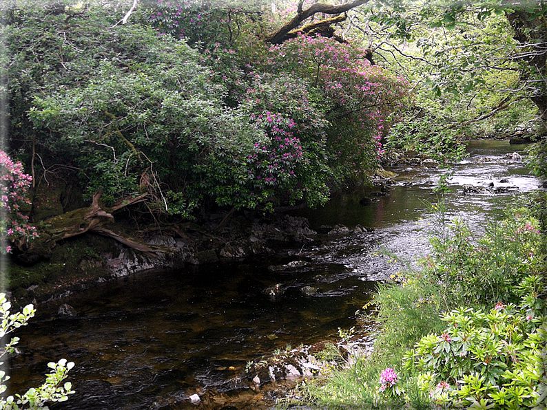 foto Parco di Killarney